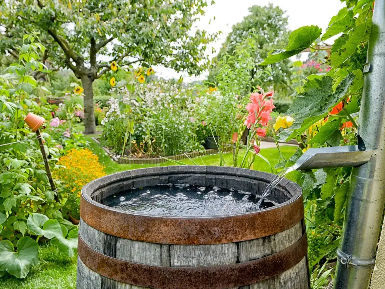 Regenwasser sammeln im Garten - Regentonne oder Zisterne?